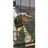 Foto dell\'animale Comune di Salerno - 380260044041292