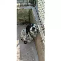 Foto dell\'animale Comune di Salerno - 380260044040947