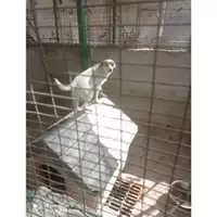 Foto dell\'animale Comune di Salerno - 380260044011021