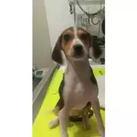 Foto dell\'animale Comune di Salerno - 380260044007607
