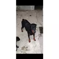 Foto dell\'animale Comune di Salerno - 380260044041372