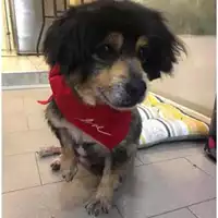Foto dell\'animale Comune di Salerno - 380260044007551
