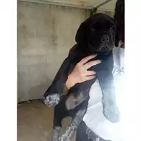 Foto dell\'animale Comune di Salerno - 380260043977949