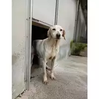 Comune di Salerno - 968000003592154