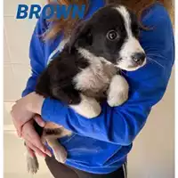 Foto dell\'animale Comune di Salerno - 380260044040563
