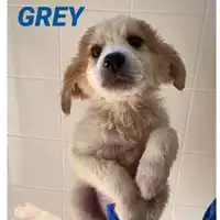Foto dell\'animale Comune di Salerno - 380260044041100