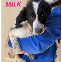 Foto dell\'animale Comune di Salerno - 380260044040950