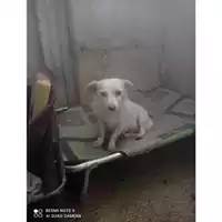 Foto dell\'animale Comune di Salerno - 380260043937161