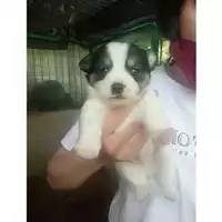 Foto dell\'animale Comune di Salerno - 380260044811856