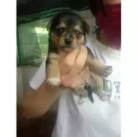 Foto dell\'animale Comune di Salerno - 380260044808624