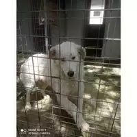 Foto dell\'animale Comune di Salerno - 380260043975871