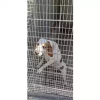 Foto dell\'animale Comune di Salerno - 380260044040875
