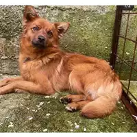 Foto dell\'animale Comune di Salerno - 380260043937402