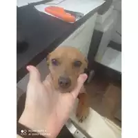 Foto dell\'animale Comune di Salerno - 380260044814069