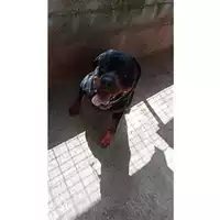 Foto dell\'animale Comune di Salerno - 380260044808441