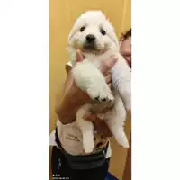 Foto dell\'animale SAN MANGO PIEMONTE - 380260044008199