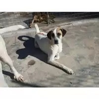 Foto dell\'animale Comune di Salerno - 380260041461716