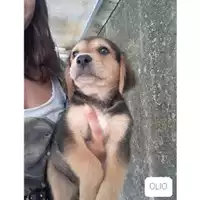 Foto dell\'animale Comune di Salerno - 380260044666229