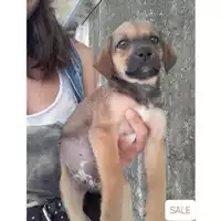 Foto dell\'animale Comune di Salerno - 380260044667111