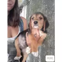 Foto dell\'animale Comune di Salerno - 380260044666603