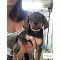 Foto dell\'animale Comune di Salerno - 380260044666713