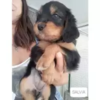 Foto dell\'animale Comune di Salerno - 380260044666200