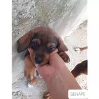 Foto dell\'animale Comune di Salerno - 380260044666811