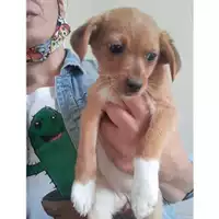 Foto dell\'animale Comune di Salerno - 380260044667116