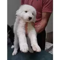 Foto dell\'animale Comune di Salerno - 380260004057234