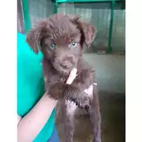 Foto dell\'animale Comune di Salerno - 380260044666614