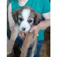 Foto dell\'animale Comune di Salerno - 380260044666889