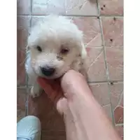 Foto dell\'animale Comune di Salerno - 380260044671139