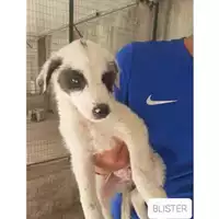 Foto dell\'animale SAN MANGO PIEMONTE - 380260042974349