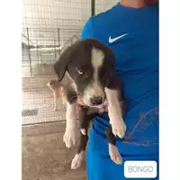 Foto dell\'animale SAN MANGO PIEMONTE - 380260042973811
