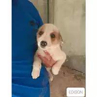 Foto dell\'animale SAN MANGO PIEMONTE - 380260042974354