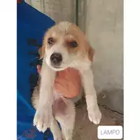 Foto dell\'animale SAN MANGO PIEMONTE - 380260042974340