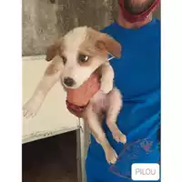Foto dell\'animale SAN MANGO PIEMONTE - 380260042974093