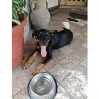 Foto dell\'animale Comune di Salerno - 380260044670445