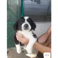 Foto dell\'animale Comune di Salerno - 380260044671812