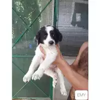 Foto dell\'animale Comune di Salerno - 380260044667344