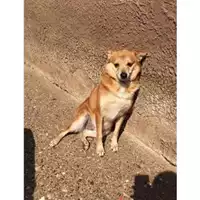 Foto dell\'animale Comune di Salerno - 380260041453299