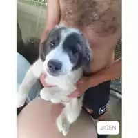 Foto dell\'animale Comune di Salerno - 380260044667557