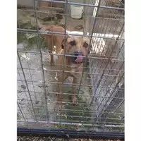 Foto dell\'animale Comune di Salerno - 380260044667215