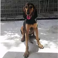 Foto dell\'animale Comune di Salerno - 380260044671471