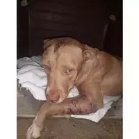 Foto dell\'animale Comune di Salerno - 380260044672102