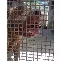 Foto dell\'animale Comune di Salerno - 380260044671783