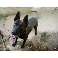 Foto dell\'animale Comune di Salerno - 380260000835662