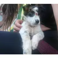 Foto dell\'animale Comune di Salerno - 380260044667612