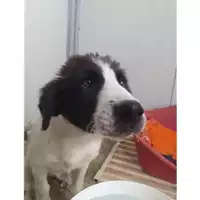 Foto dell\'animale Comune di Salerno - 380260044667264