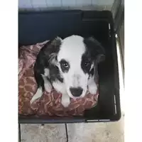 Foto dell\'animale Comune di Salerno - 380260044671638